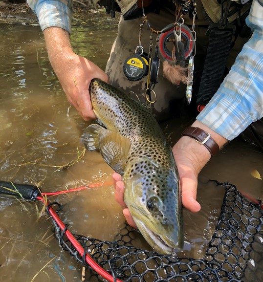 catching fly fish